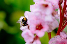 Biene in der Blüte von Myrthe Vlasveld