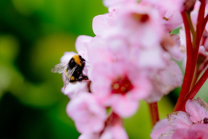 Bee by Myrthe Vlasveld