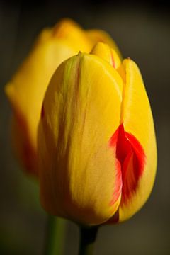 Gelbe Tulpe mit rotem Akzent