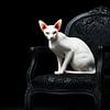 Weißer Sphynx auf schwarzem Thron von Karina Brouwer