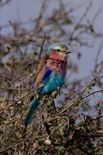 fork-tailed hawk in a tree
