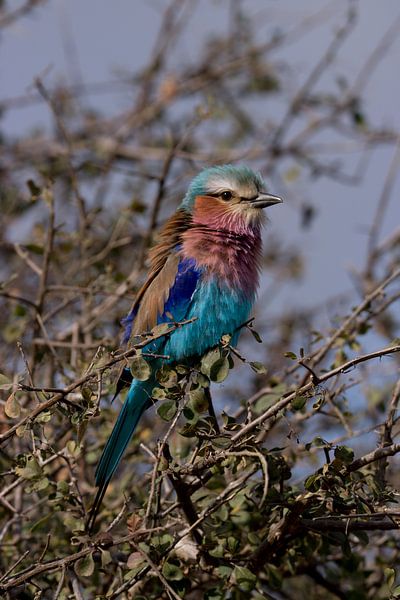 Gabelschwanzbussard auf einem Baum von merle van de laar