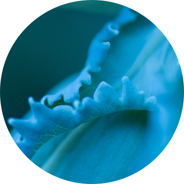 Macro abstract detail van blad - natuur in blauw van Marianne van der Zee