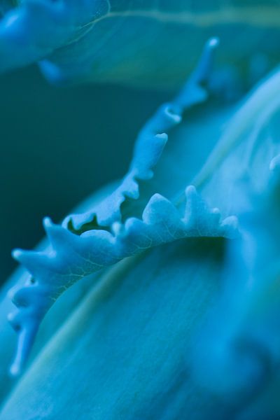 Abstract macro detail of leaf - nature in blue by Marianne van der Zee