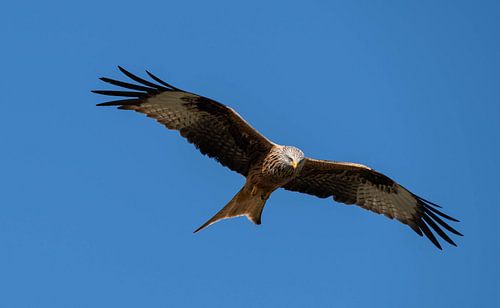 Milan royal en chasse