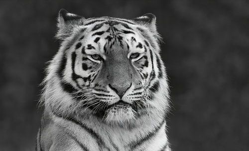 Wonderful Lady (Monochrome Version)