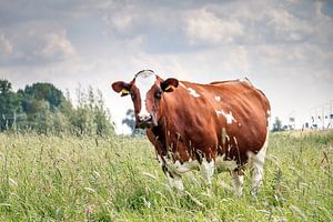 Bruine koe in het hoge gras sur Dennis van de Water