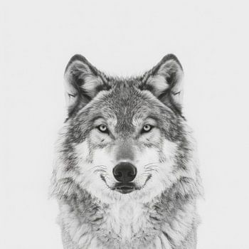 Loup