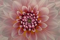 Blush van Richard Urbanski thumbnail