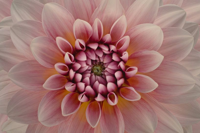 Blush van Richard Urbanski