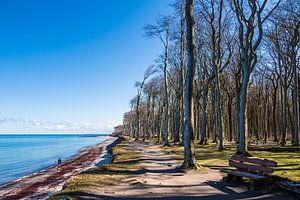 Gespensterwald an der Küste der Ostsee in Nienhagen
