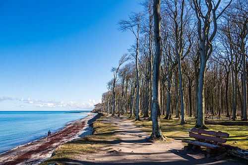 Spookbos aan de kust van de Oostzee in Nienhagen