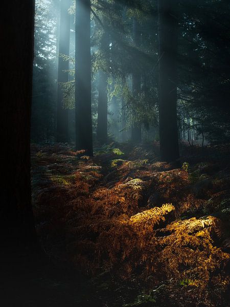 Magical light in the forest by Berny Schop