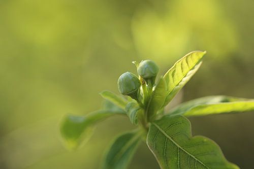 Le printemps en marche
