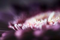 Gerbera abstract