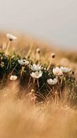 Wilde bloemen