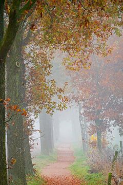 Bomen in de mist aan een landweg