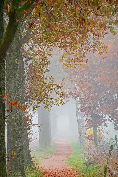 Bäume im Nebel auf einer Landstraße von Francis Dost