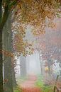 Bäume im Nebel auf einer Landstraße von Francis Dost Miniaturansicht