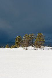 Bäume am Ufer eines Fjords in Nordnorwegen im Winter. von Sjoerd van der Wal Fotografie