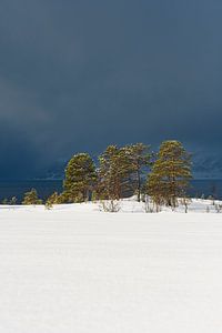 Bäume am Ufer eines Fjords in Nordnorwegen im Winter.