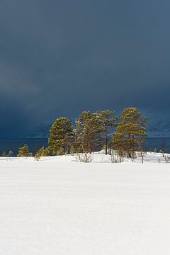 Bomen aan de oever van een Fjord in Noord-Noorwegen in de winter. van Sjoerd van der Wal