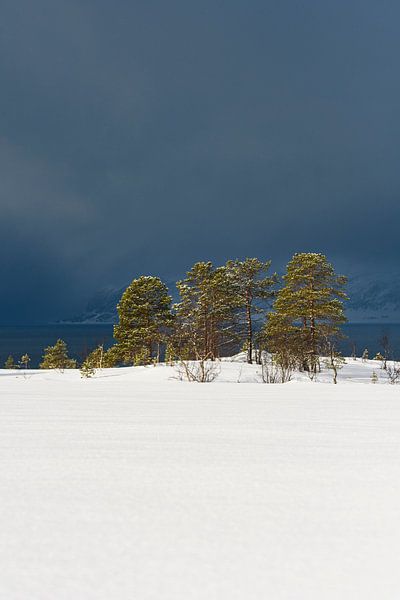 Arbres sur la rive d'un fjord dans le nord de la Norvège en hiver. par Sjoerd van der Wal Photographie