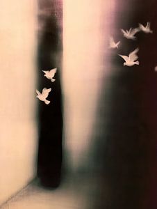 Pigeons volants