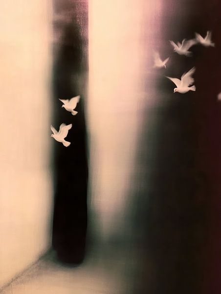 Pigeons volants par Franka Poulain