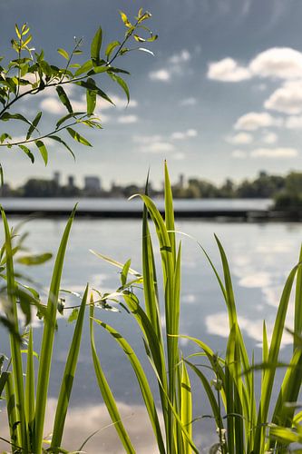 Kralingse Plas Rotterdam nature