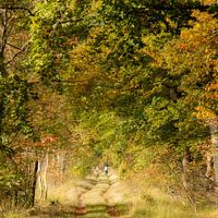 View through autumn