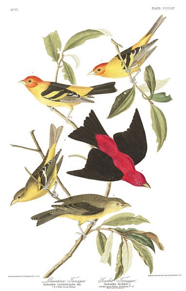 Louisianatangare van Birds of America
