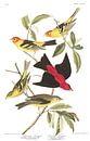Louisianatangare van Birds of America thumbnail