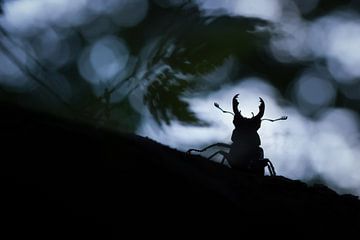 silhouet vliegend hert van Francois Debets
