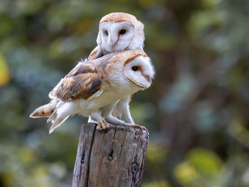 Two barn owls on a trunk by Manuel Weiter