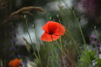 Poppy