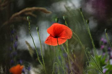 Mohn von Kim van der Plas