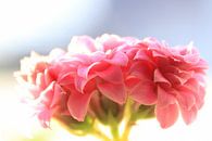 Makroaufnahme einer rosa glücklich blühenden Blume von Bobsphotography Miniaturansicht