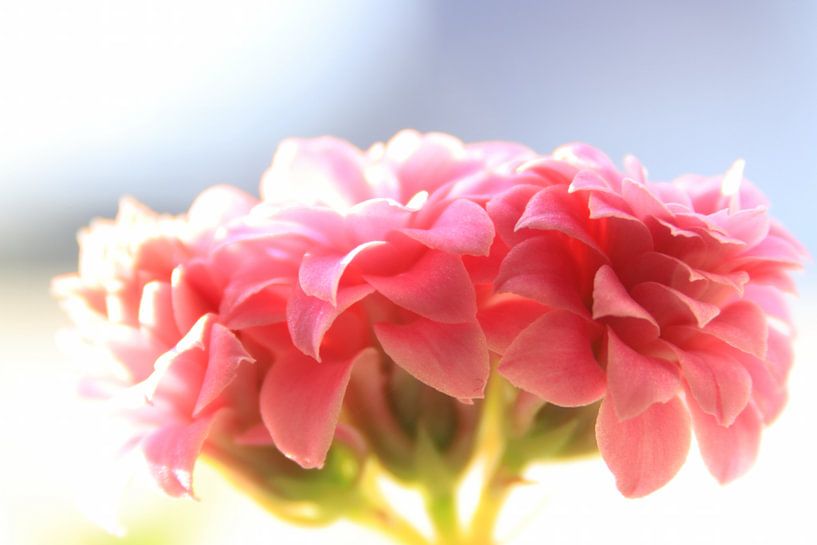 Makroaufnahme einer rosa glücklich blühenden Blume von Bobsphotography