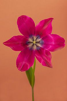 Een open fuchsia kleurige tulp