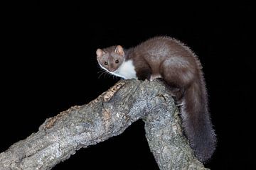 Stone marten by Rob Kempers