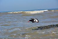 Flying Oystercatcher