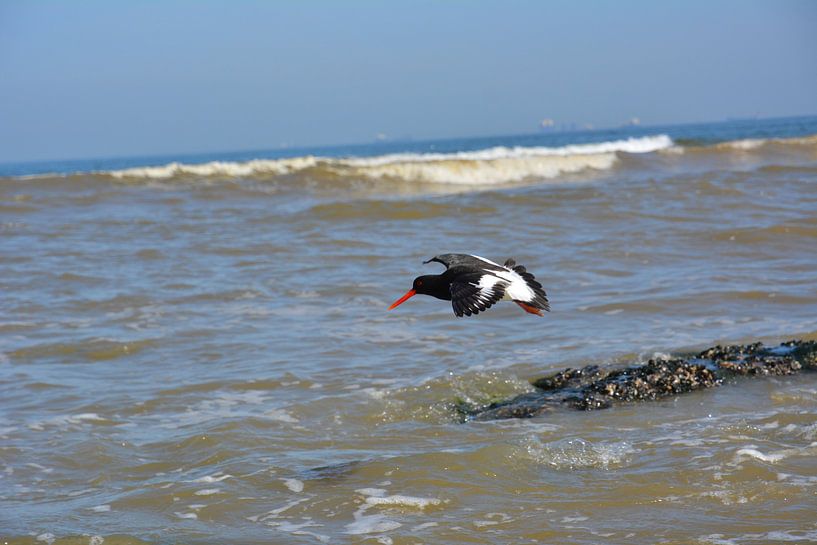 Flying Oystercatcher by Michael van Eijk