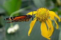 Oranger Monarchfalter auf gelber Blume von Matani Foto Miniaturansicht