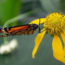 Papillon monarque orange sur fleur jaune sur Matani Foto