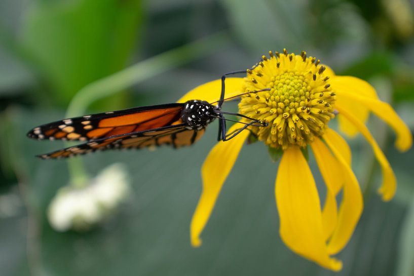 Oranger Monarchfalter auf gelber Blume von Matani Foto