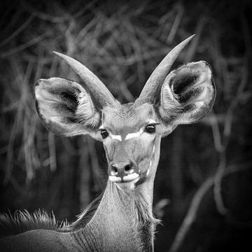 Kudu von Frans Lemmens