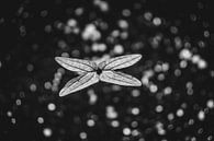 Schmetterlingssetzling im Schatten von Wouter Kramer Miniaturansicht