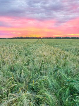 Sunset in the young barley field