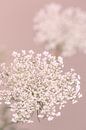 Holunderblüten im Duo auf taupefarbenem Hintergrund von Aminda Miniaturansicht